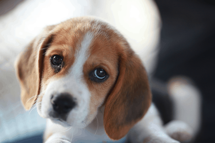beag