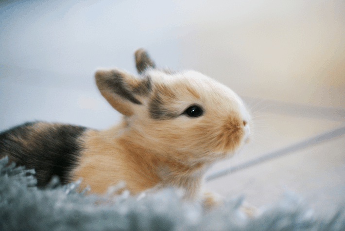 bun