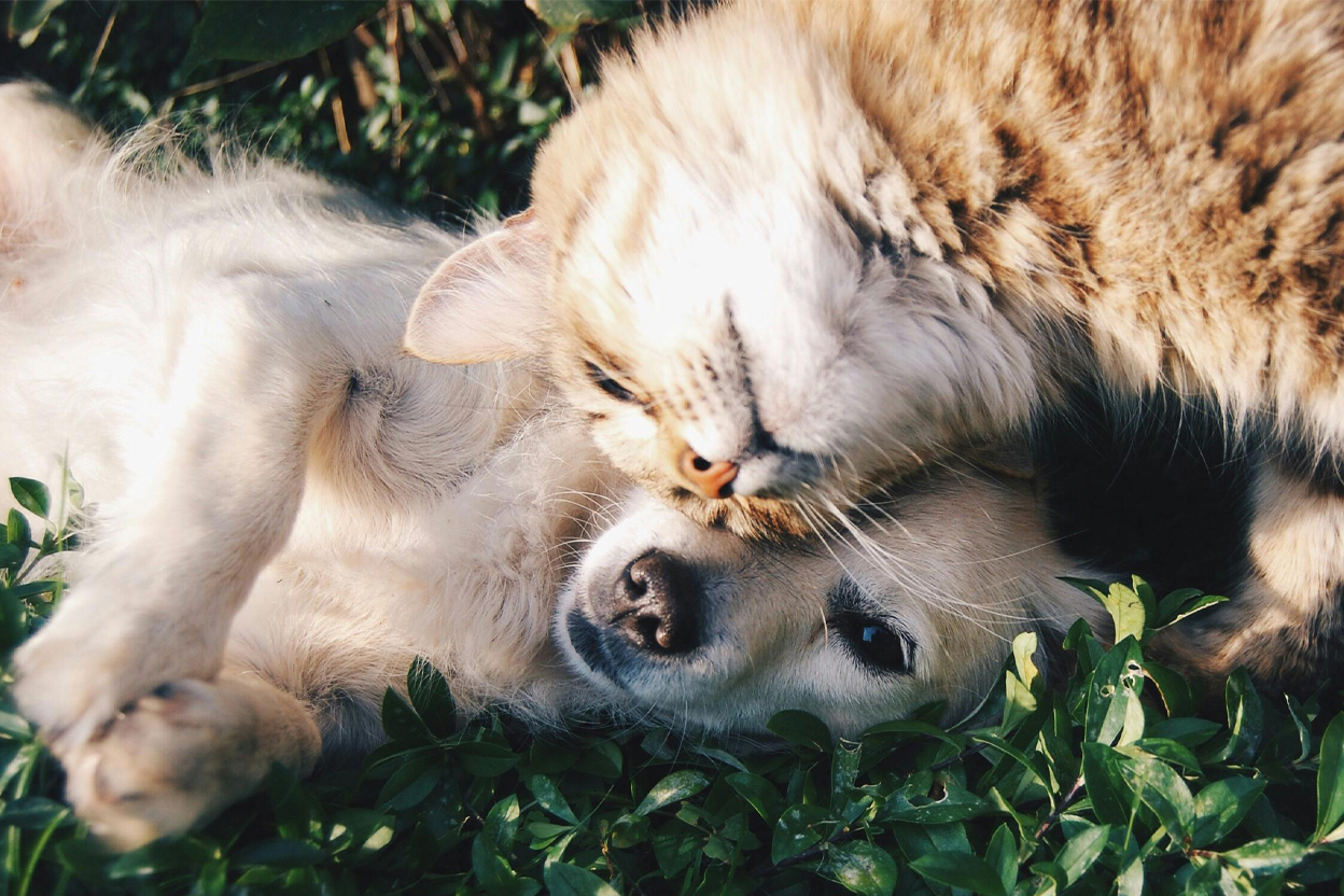 A cat and a golden dog cuddling together in green grass